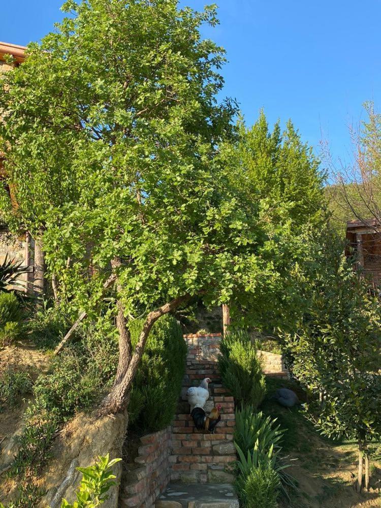 Bujtina Salko Villa Mucaj Dış mekan fotoğraf