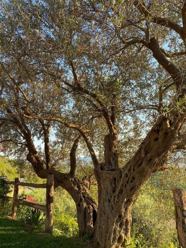 Bujtina Salko Villa Mucaj Dış mekan fotoğraf